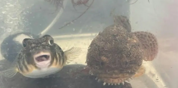 Tour &ldquo;Nature in&nbsp;Your Neighborhood: Fish&rdquo;