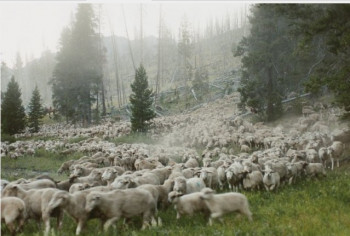 Thursday Afternoon Films &ldquo;Sweetgrass&rdquo; (2009)