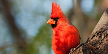 Carl Schurz Park Fall Bird Walks 2024